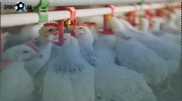 سعر كيلو الفراخ البيضاء في بورصة الدواجن اليوم 7-11-2025 يتغير بشكل ملحوظ